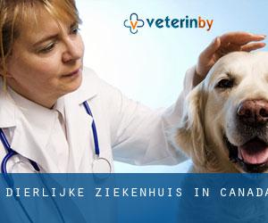 Dierlijke ziekenhuis in Canada Dierlijke ziekenhuis in Canada