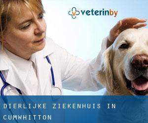 Dierlijke ziekenhuis in Cumwhitton Dierlijke ziekenhuis in Cumwhitton