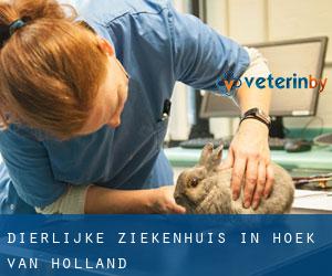 Dierlijke ziekenhuis in Hoek van Holland