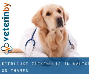 Dierlijke ziekenhuis in Walton-on-Thames Dierlijke ziekenhuis in Walton-on-Thames