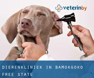 Dierenkliniek in Bamokgoko (Free State)