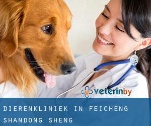 Dierenkliniek in Feicheng (Shandong Sheng)