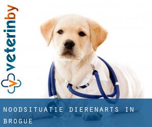 Noodsituatie dierenarts in Brogue