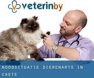 Noodsituatie dierenarts in Caeté