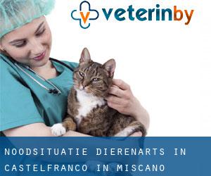 Noodsituatie dierenarts in Castelfranco in Miscano