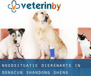 Noodsituatie dierenarts in Dongcun (Shandong Sheng)