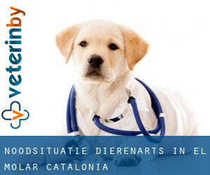 Noodsituatie dierenarts in el Molar (Catalonia)