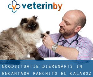 Noodsituatie dierenarts in Encantada-Ranchito-El Calaboz