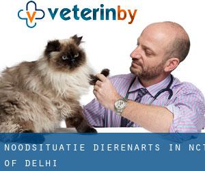 Noodsituatie dierenarts in NCT of Delhi
