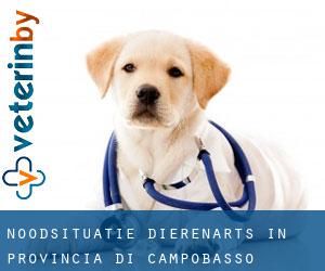 Noodsituatie dierenarts in Provincia di Campobasso
