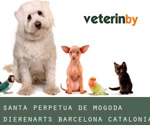 Santa Perpètua de Mogoda dierenarts (Barcelona, Catalonia)